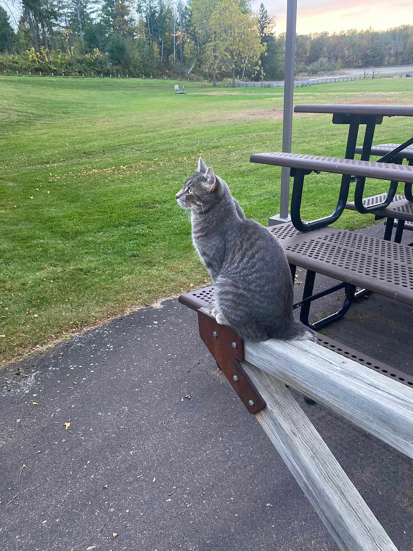 Freddy And Milo is registered to the contest to win money with this photo: cat, gray_tabby, picnic_table, bench, outdoor, park, grass, trees, pavement, daylight, nature, animal, feline, sitting, looking, peaceful, wood, metal, scenery, leaves