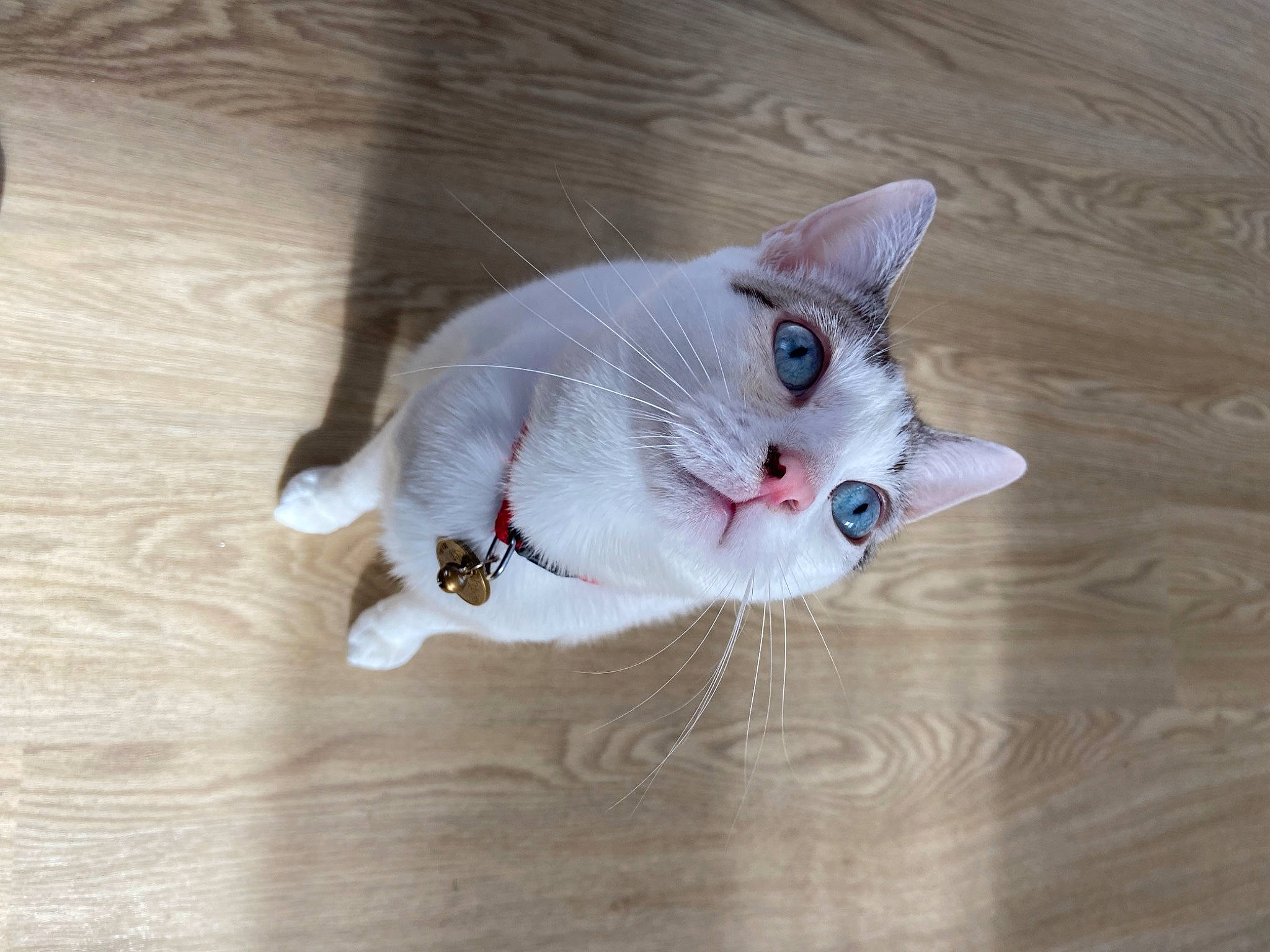 Chapelle participe au concours pour gagner de l'argent avec cette photo : carnivore, cat, claw, domestic_short_haired_cat, fawn, felidae, flooring, foot, fur, hardwood, paw, small_to_medium_sized_cats, snout, tail, varnish, whiskers, wood, wood_flooring