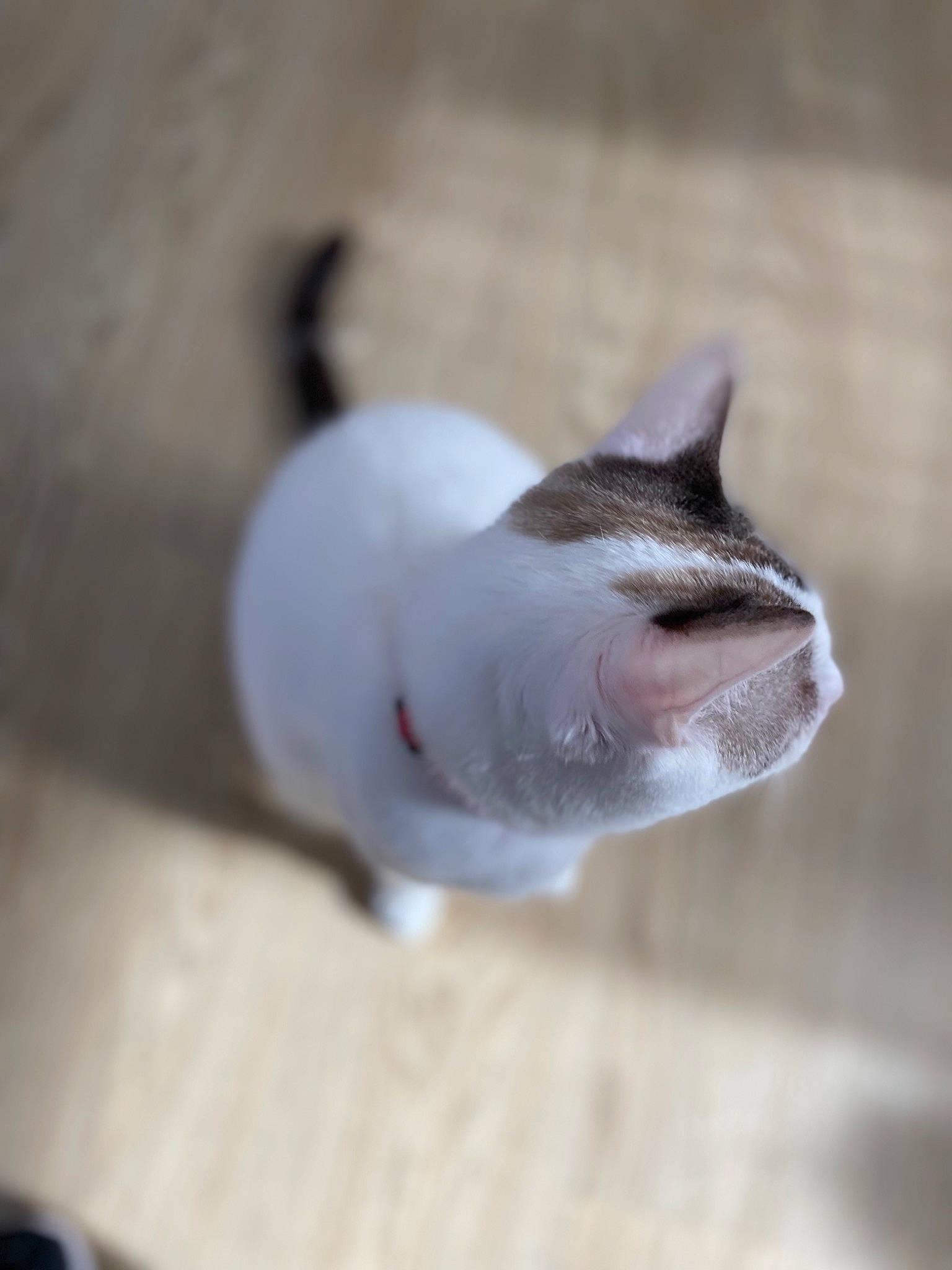 Chapelle a rejoint le concours — aidez-le/la à gagner de superbes lots ! carnivore, cat, devon_rex, dog_breed, domestic_short_haired_cat, fawn, felidae, fur, small_to_medium_sized_cats, snout, tail, terrestrial_animal, toy, whiskers, wood