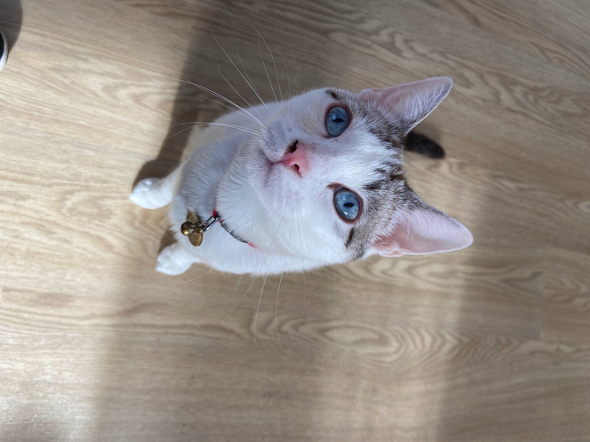 Chapelle a rejoint le concours — aidez-le/la à gagner de superbes lots ! carnivore, cat, claw, dog_breed, domestic_short_haired_cat, eye, fang, fawn, felidae, foot, fur, hardwood, jaw, paw, small_to_medium_sized_cats, snout, tail, terrestrial_animal, whiskers, wood