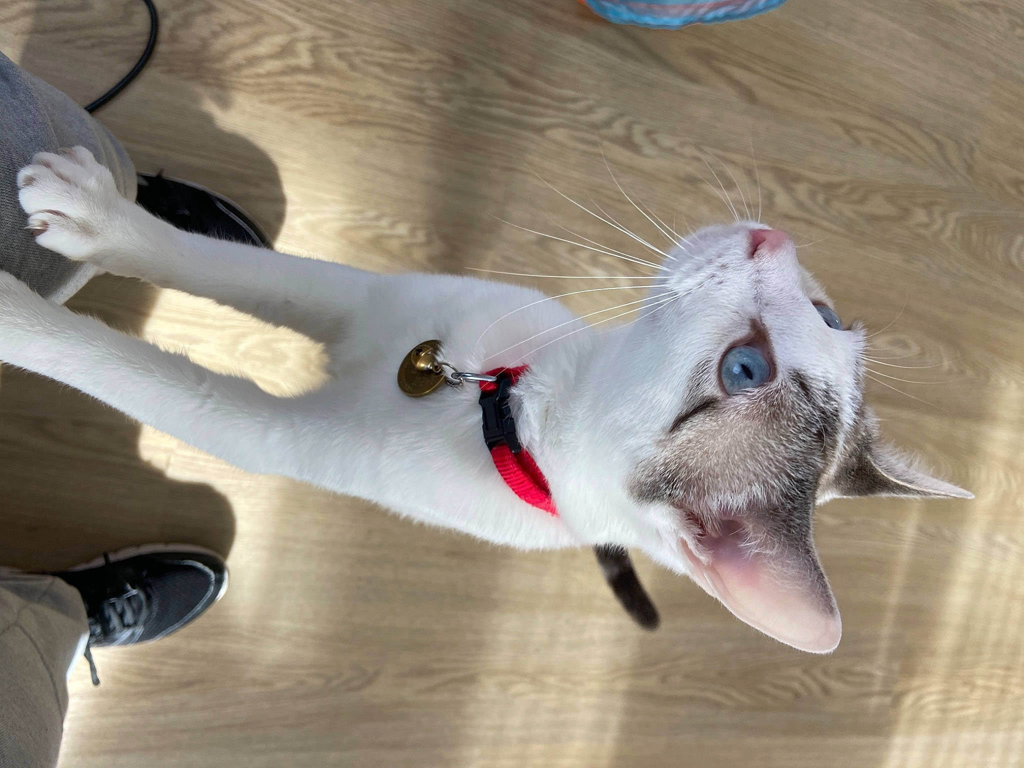 Chapelle a rejoint le concours — aidez-le/la à gagner de superbes lots ! bull_terrier, canidae, carnivore, cat, collar, dog_breed, domestic_short_haired_cat, fang, fawn, felidae, flooring, foot, fur, jaw, paw, small_to_medium_sized_cats, snout, tail, whiskers, wood