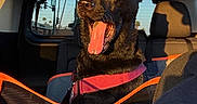 Atlas joined the competition — help win amazing prizes! dog, black_dog, car_interior, sunlight, tongue_out, pet_harness, backseat, window, shadow, happy, canine, animal, transportation, daylight, seat, travel, domestic_animal, vehicle, bright, expressive