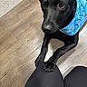 dog, black_dog, bandana, blue_bandana, pet, paw, knees, wooden_floor, indoor, looking_up, animal, companion, cute, friendly, waiting, close_up, floor, human_leg, canine, domestic_animal