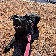 Atlas is registered to the contest to win money with this photo: dog, black_dog, leash, outdoor, dirt_path, water, sunlight, pet, animal, canine, happy, playful, nature, daytime, closeup, muzzle, collar, paw, tongue, expression