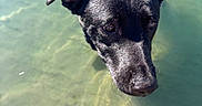 Atlas is registered to the contest to win money with this photo: adorable, animal, black_dog, canine, close_up, curious, daylight, dog, harness, looking_up, nature, outdoor, pet, playful, reflection, shallow_water, summer, sunlight, water, wet_fur