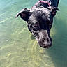 Atlas is registered to the contest to win money with this photo: dog, black_dog, water, shallow_water, outdoor, animal, pet, canine, curious, harness, sunlight, wet_fur, nature, summer, daylight, close_up, looking_up, reflection, playful, adorable