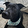 Atlas joined the competition — help win amazing prizes! dog, black_dog, bandana, pet, close_up, indoor, carpet, couch, animal, canine, portrait, looking_up, ears, fur, snout, home, domestic_animal, companion, cute, curious