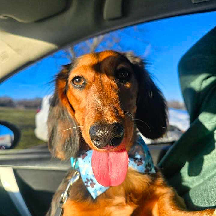 Bandit is registered to the contest to win money with this photo: accessories, adult, animal, belt, bodypart, canine, car, cushion, dog, goldenretriever, homedecor, hound, male, man, mouth, person, pet, puppy, transportation, vehicle