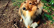 Aïko a rejoint le concours — aidez-le/la à gagner de superbes lots ! dog, animal, outdoor, forest, path, fur, mammal, nature, pet, canine, brown, white, greenery, sunlight, leaves, earth, walk, alert, fluffy, portrait