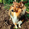 dog, animal, outdoor, forest, path, fur, mammal, nature, pet, canine, brown, white, greenery, sunlight, leaves, earth, walk, alert, fluffy, portrait