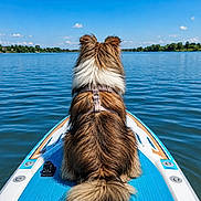 Aïko participe au concours pour gagner de l'argent avec cette photo : dog, lake, water, paddleboard, outdoor, blue_sky, clouds, nature, summer, calm, serene, animal, pet, fur, back_view, harness, floating, recreation, scenic, daytime