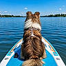 dog, lake, water, paddleboard, outdoor, blue_sky, clouds, nature, summer, calm, serene, animal, pet, fur, back_view, harness, floating, recreation, scenic, daytime