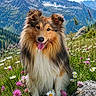 Aïko a rejoint le concours — aidez-le/la à gagner de superbes lots ! dog, shetland_sheepdog, flower, wildflower, meadow, mountain, sky, cloud, grass, nature, outdoor, pet, animal, portrait, happy, tongue_out, fur, ears, rock, scenery