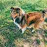 Aïko participe au concours pour gagner de l'argent avec cette photo : dog, shetland_sheepdog, grass, outdoor, sunlight, fur, animal, pet, nature, flower, dandelion, canine, mammal, field, summer, greenery, walking, happy, daylight, fluffy