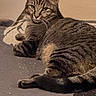 Simba joined the competition — help win amazing prizes! animal, cat, closeup, curious, ears, face, feline, fur, ground, laying_down, light, outdoor, paws, pet, relaxed, resting, shadow, striped, tabby, whiskers
