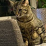 Simba is registered to the contest to win money with this photo: animal, cat, chair, cozy, curious, domestic, fur, furniture, indoor, leaf, pet, plant, pot, reflection, side_view, sitting, tabby, texture, whiskers, window