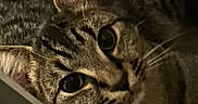 Simba joined the competition — help win amazing prizes! animal, cat, closeup, cozy, curious, cute, domestic, ears, eyes, feline, indoor, mammal, pet, portrait, quiet, resting, shadow, striped, tabby, whiskers