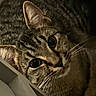 animal, cat, closeup, cozy, curious, cute, domestic, ears, eyes, feline, indoor, mammal, pet, portrait, quiet, resting, shadow, striped, tabby, whiskers