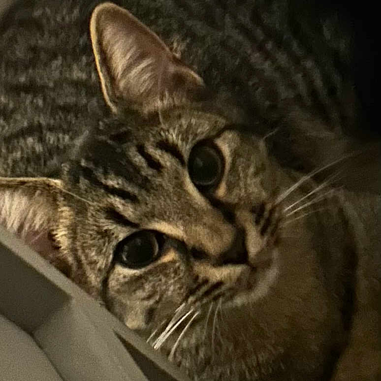 Simba