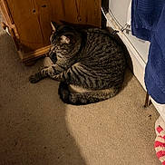 Simba joined the competition — help win amazing prizes! blue_towel, carpet, cat, corner, cozy, domestic_cat, ears, feline, floor, indoor, pet, relaxed, resting, shadow, sleepy, striped_fur, tabby_cat, tail, whiskers, wooden_cabinet
