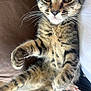 Simba joined the competition — help win amazing prizes! abyssinian, animal, cat, couch, egyptiancat, furniture, kitten, manx, ocelot, pet