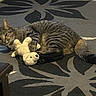Simba joined the competition — help win amazing prizes! animal, carpet, cat, claw, cozy, cute, domestic, floor, fur, home, indoor, pattern, pet, plush_toy, relaxed, sleepy, tabby, tail, toy, whiskers