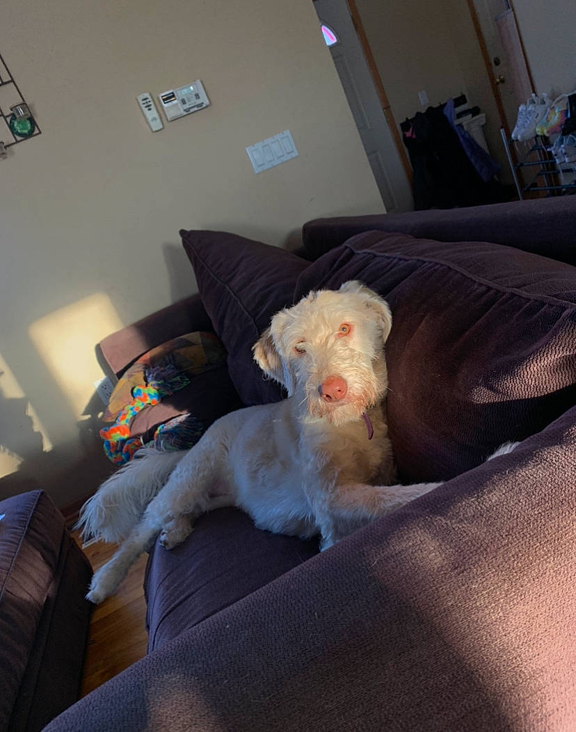 Skippy joined the competition — help win amazing prizes! canidae, carnivore, comfort, companion_dog, couch, dog, dog_breed, fur, furniture, home, linens, maltese, nap, pillow, poodle, room, schnoodle, spinone_italiano, sporting_group, toy_dog
