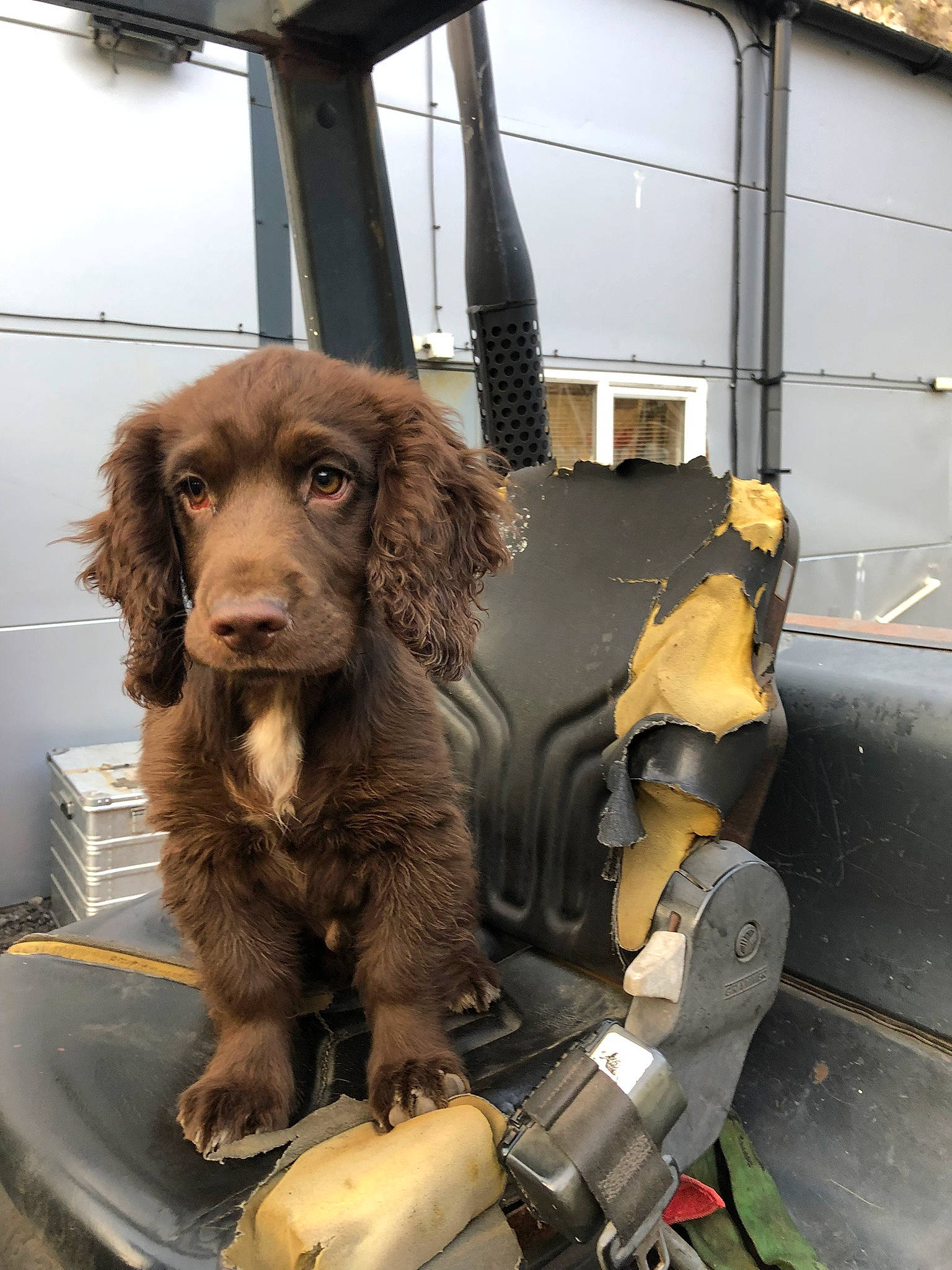 Pyro joined the competition — help win amazing prizes! art, canidae, carnivore, chair, companion_dog, dog, dog_breed, flooring, fur, liver, machine, metal, snout, spaniel, sporting_group, working_animal