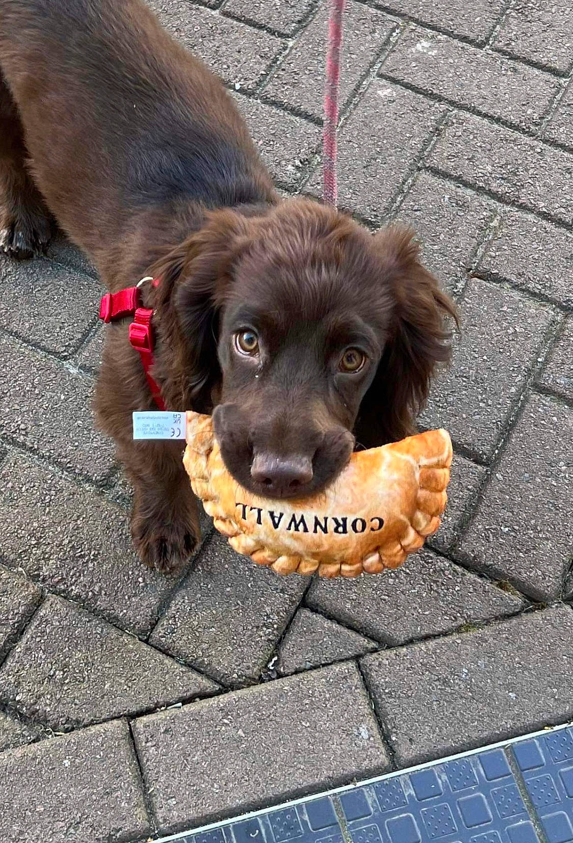 Pyro joined the competition — help win amazing prizes! brick, brickwork, canidae, carnivore, collar, companion_dog, dog, dog_breed, dog_collar, flooring, fur, leash, liver, retriever, road_surface, sidewalk, snout, spaniel, sporting_group, working_animal