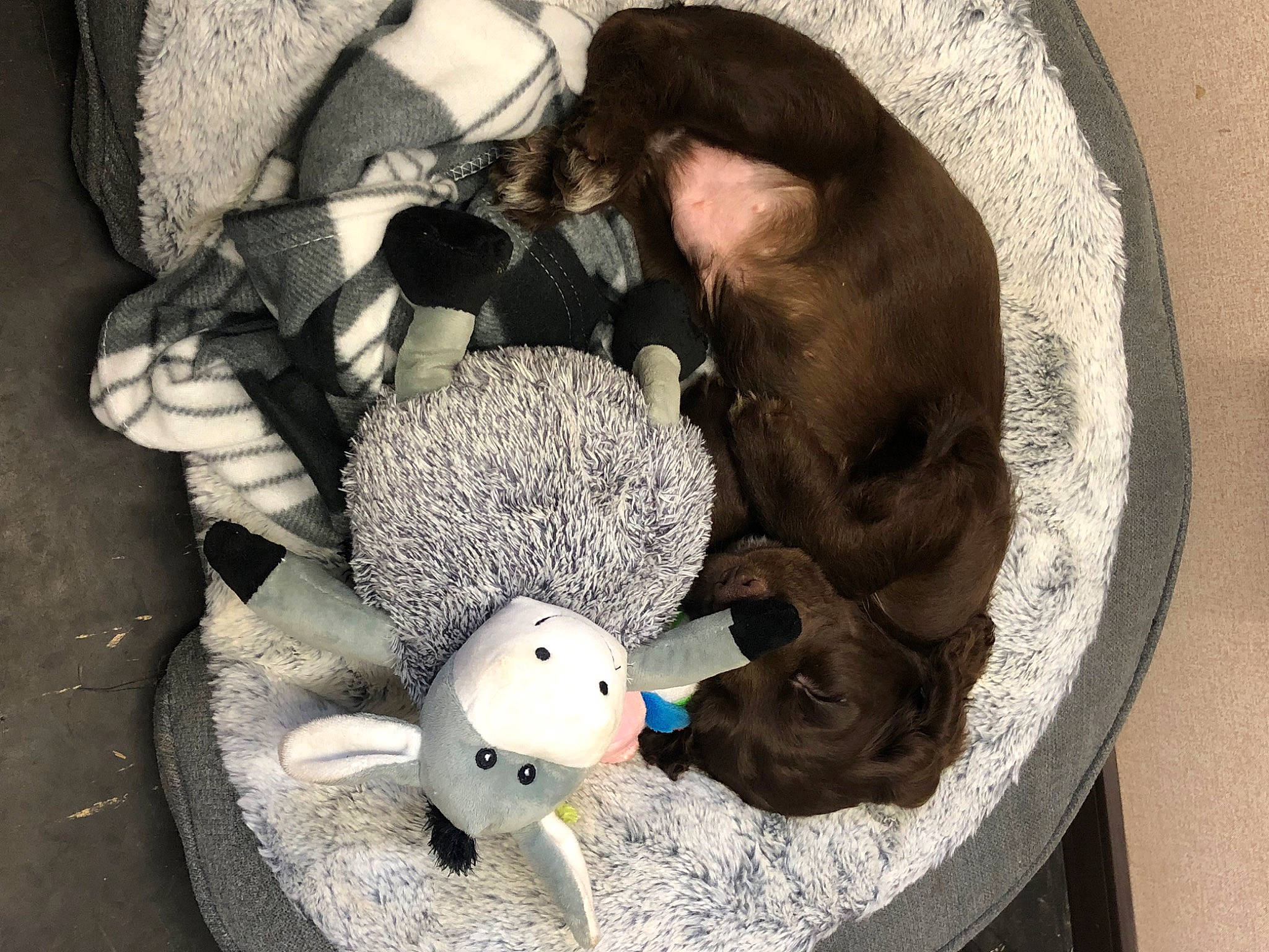 Pyro is registered to the contest to win money with this photo: baby_products, baby_toys, basket, cat_supply, child, comfort, fawn, felidae, fur, hat, linens, mammal, nap, plush, stuffed_toy, textile, toy, vertebrate