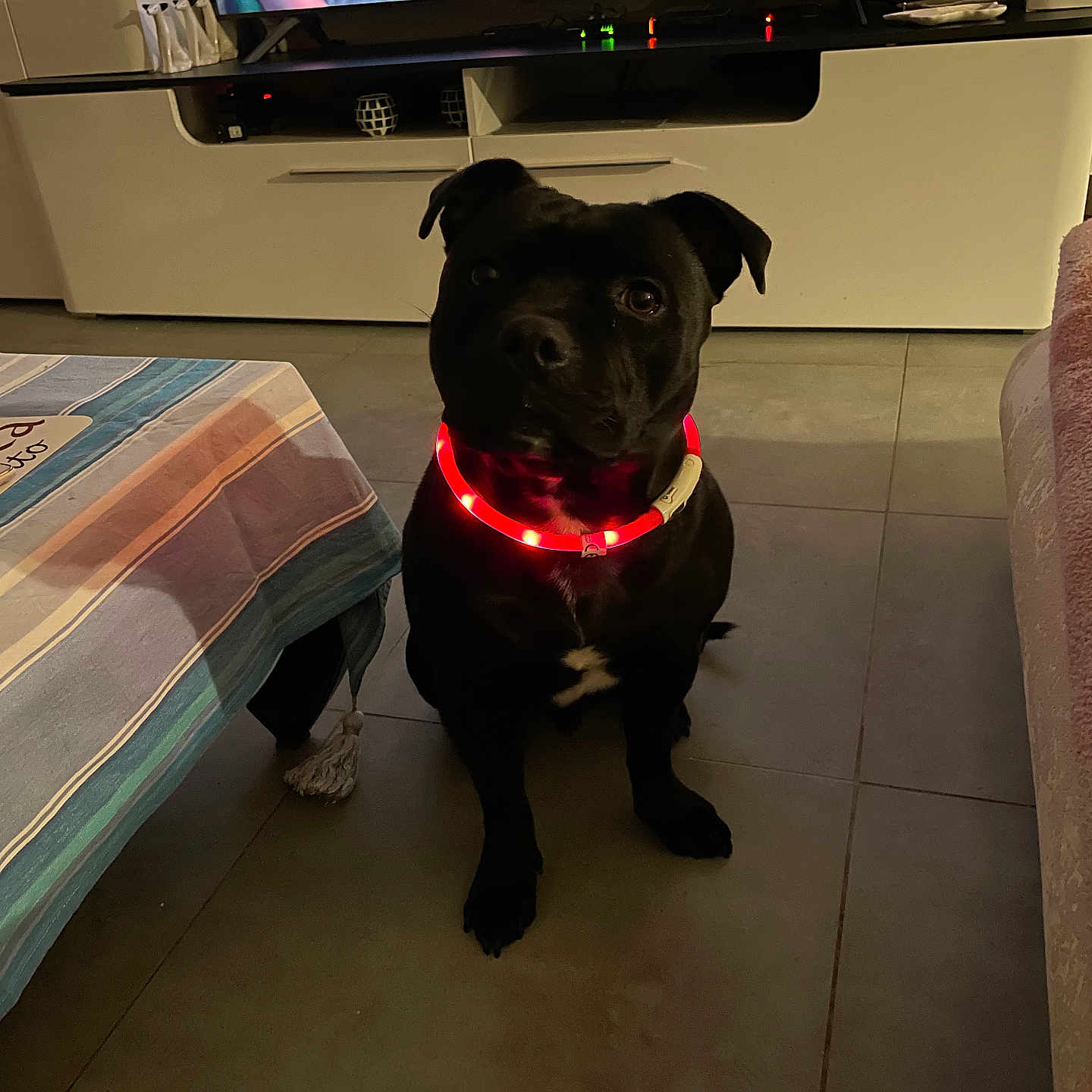 Alexandre Dominelli a rejoint le concours — aidez-le/la à gagner de superbes lots ! animal, boy, bulldog, canine, computerhardware, desk, dog, electronics, furniture, hardware, labradorretriever, male, monitor, person, pet, puppy, screen, table, teen, wood