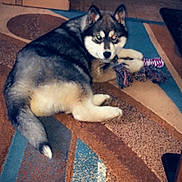 Zeus joined the competition — help win amazing prizes! animal, carpet, curious, dog, domestic, ears, floor, fur, home, household, indoor, looking_back, lying_down, mammal, pet, playful, puppy, rope_toy, tail, toy