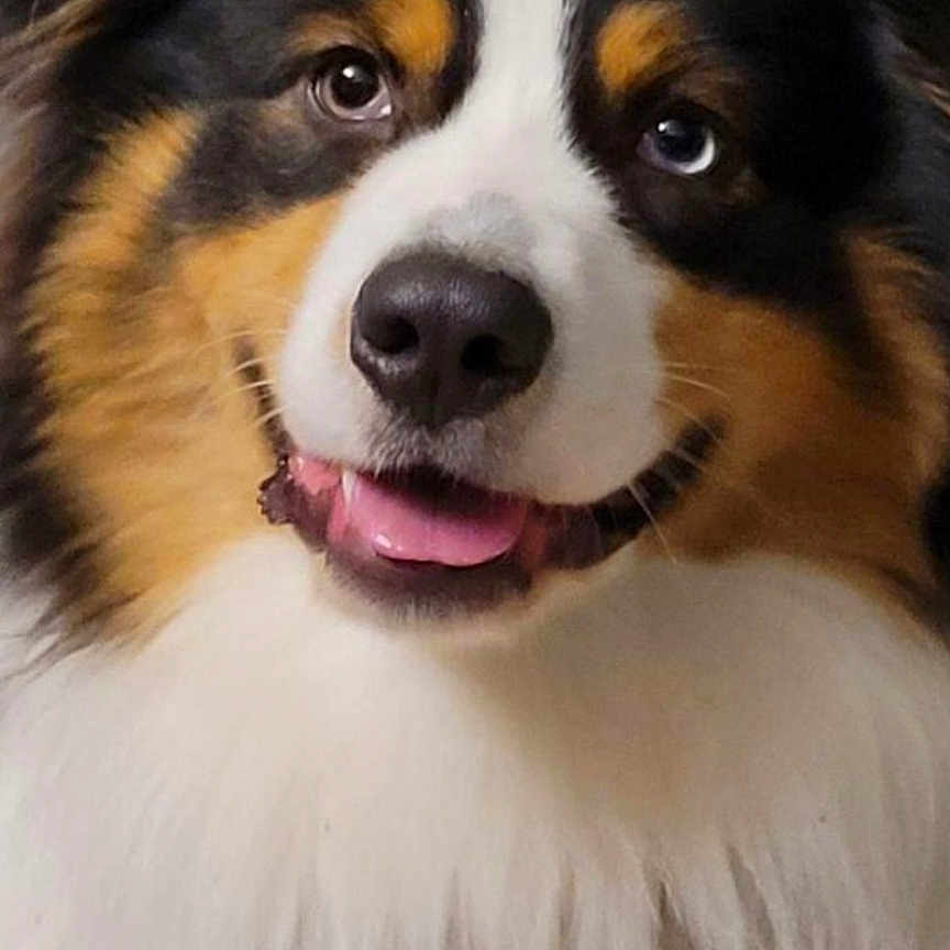 U You participe au concours pour gagner de l'argent avec cette photo : accessories, animal, canine, cockerspaniel, collie, crown, dog, eskimodog, face, gold, head, jewelry, necklace, papillon, person, pet, photography, portrait, puppy, tiara