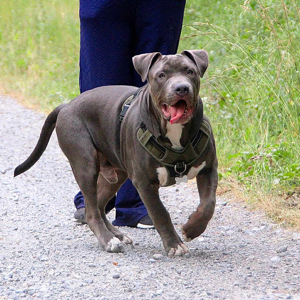 Brutus