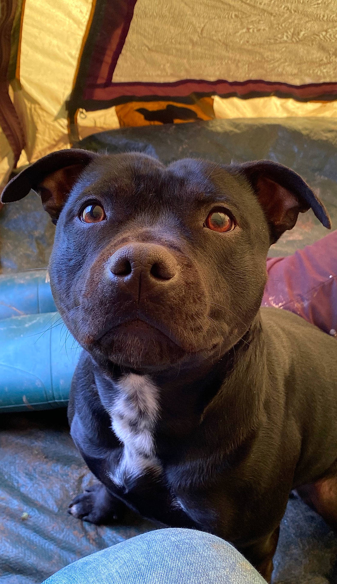 Happy participe au concours pour gagner de l'argent avec cette photo : canidae, carnivore, companion_dog, dog, dog_breed, electric_blue, fawn, fur, liver, non_sporting_group, snout, sporting_group, terrestrial_animal, whiskers, working_animal