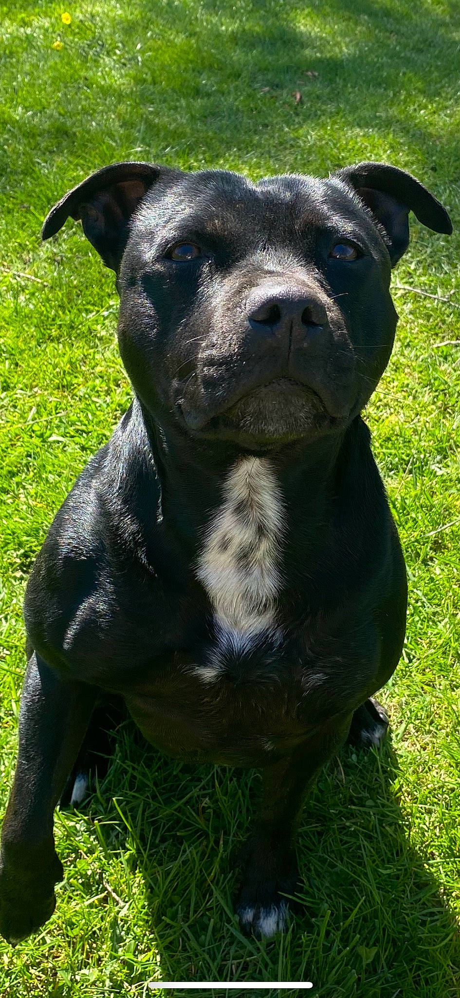 Happy participe au concours pour gagner de l'argent avec cette photo : annual_plant, art, canidae, canis_panther, carnivore, companion_dog, dog, dog_breed, electric_blue, fawn, grass, non_sporting_group, plant, snout, sporting_group, terrestrial_animal, whiskers, working_animal, working_dog