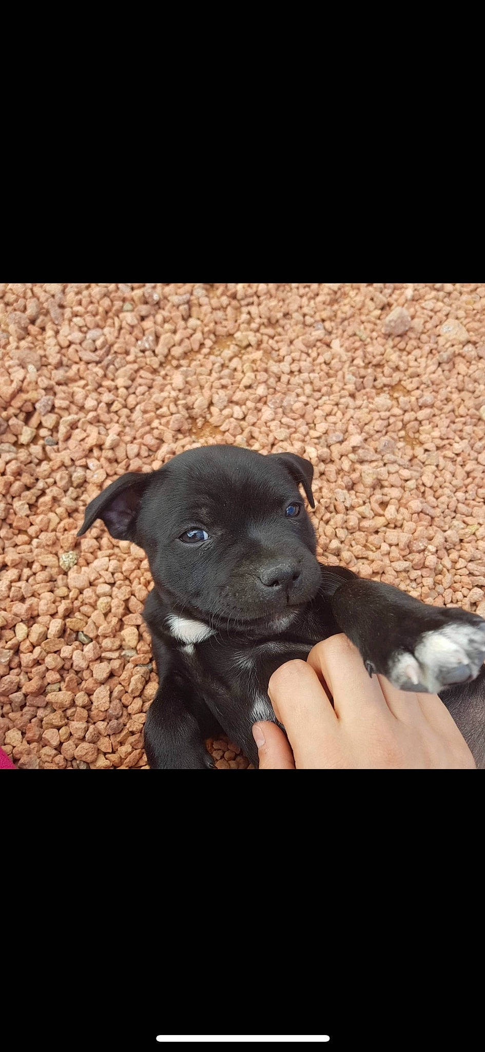 Happy participe au concours pour gagner de l'argent avec cette photo : canidae, carnivore, comfort, companion_dog, dog, dog_breed, fashion_accessory, fawn, gesture, nail, paw, puppy, puppy_love, snout, sporting_group, tints_and_shades, toy_dog, watch, working_animal, wrist