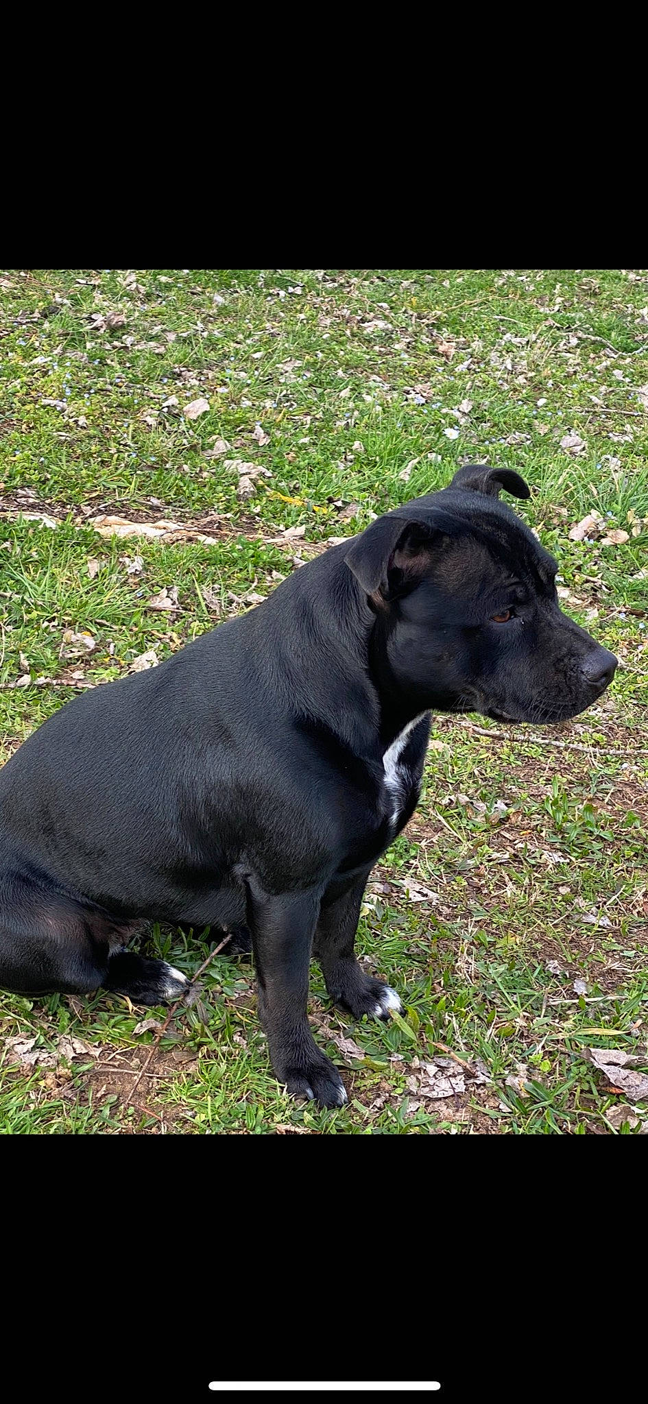 Happy a rejoint le concours — aidez-le/la à gagner de superbes lots ! borador, canidae, carnivore, collar, companion_dog, dog, dog_breed, dog_collar, fashion_accessory, grass, hunting_dog, non_sporting_group, pet_supply, plant, sporting_group, tail, terrestrial_animal, whiskers, working_animal, working_dog