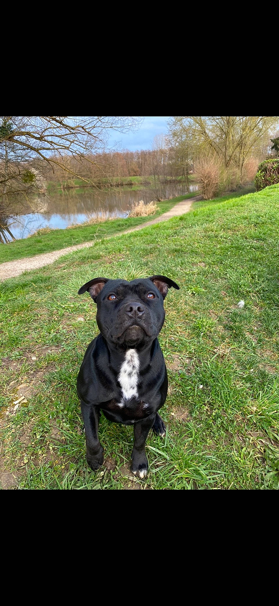 Happy participe au concours pour gagner de l'argent avec cette photo : borador, carnivore, collar, companion_dog, dog, dog_breed, dog_collar, fawn, grass, grassland, landscape, pasture, plant, sky, tail, terrestrial_animal, tree, water, whiskers, working_animal