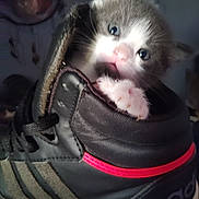 Grayson is registered to the contest to win money with this photo: kitten, cat, shoe, sneaker, paw, black, red_stripe, person, blurred_background, indoor, cute, pet, animal, furry, small, closeup, soft_lighting, footwear, texture, cozy