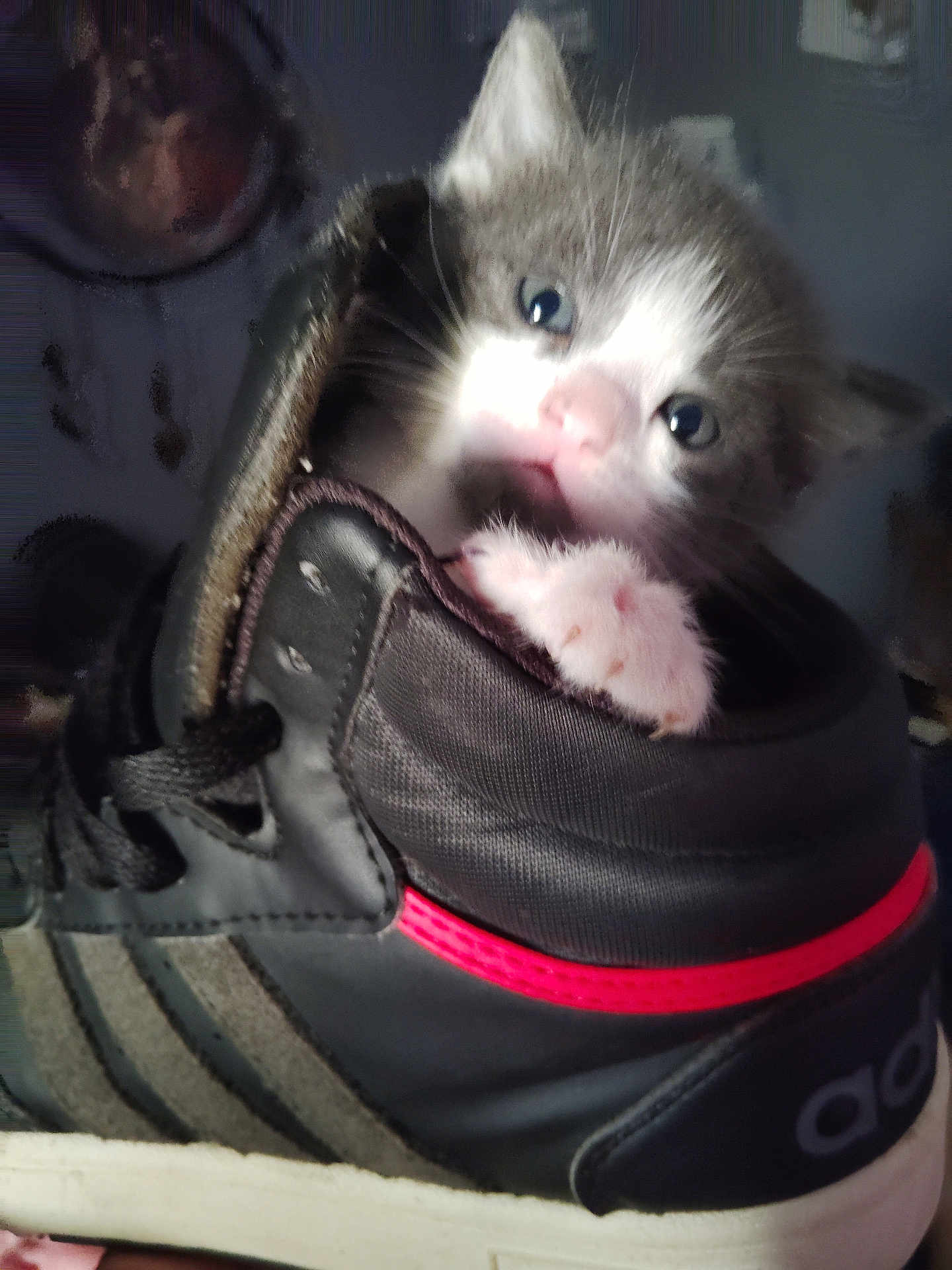 Grayson is registered to the contest to win money with this photo: kitten, cat, shoe, sneaker, paw, black, red_stripe, person, blurred_background, indoor, cute, pet, animal, furry, small, closeup, soft_lighting, footwear, texture, cozy
