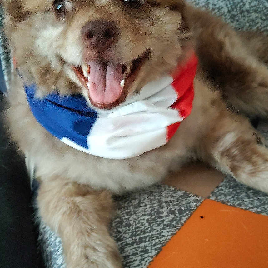 Ula a rejoint le concours — aidez-le/la à gagner de superbes lots ! dog, happy, smiling, scarf, red, white, blue, fluffy, couch, patterned, orange, gray, beige, pet, indoor, cute, animal, tongue_out, relaxed, fur