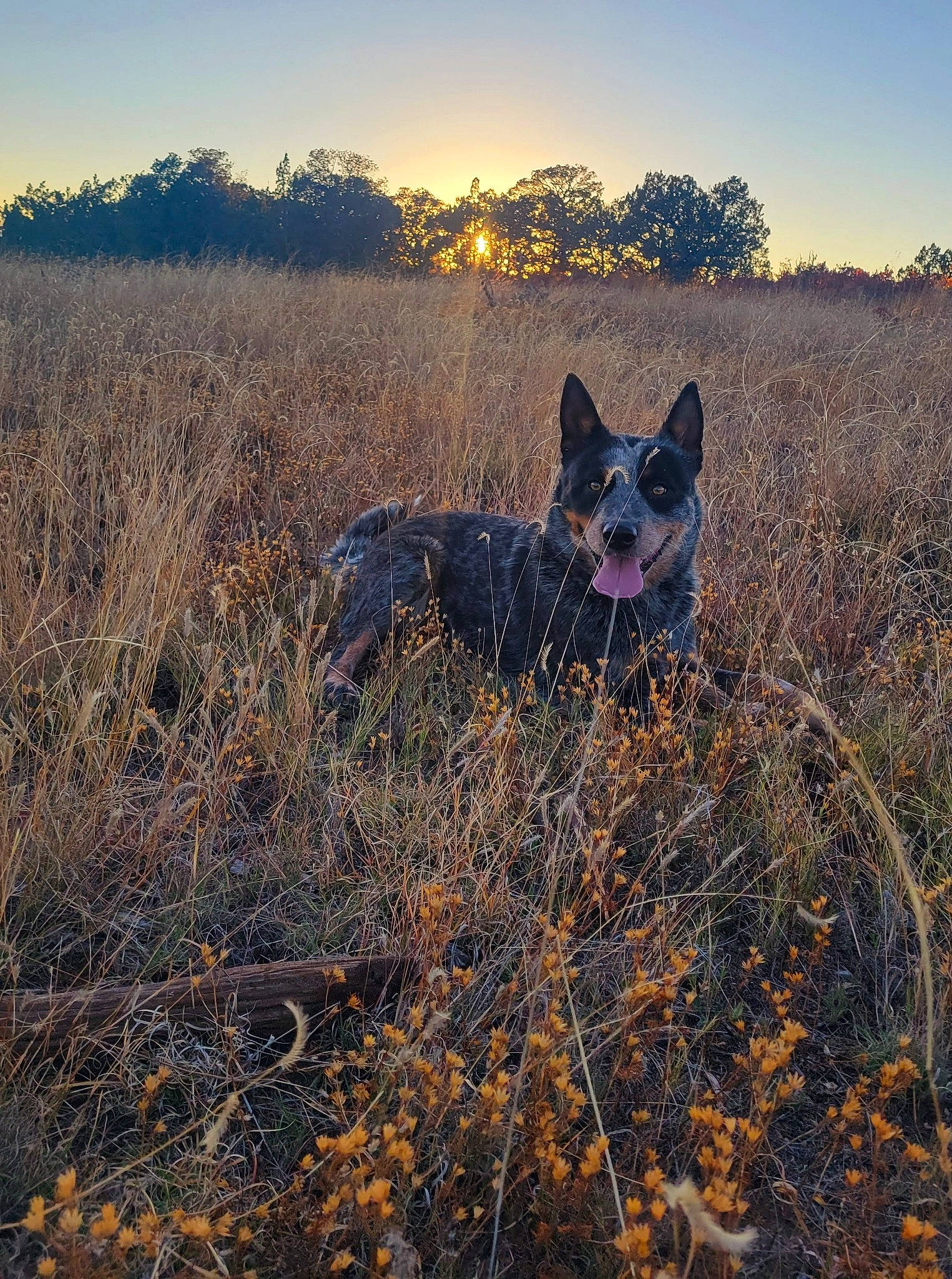 Ripp is registered to the contest to win money with this photo: canidae, carnivore, dog, dog_breed, ecoregion, fawn, field, grass, grass_family, grassland, horizon, landscape, natural_landscape, plant, prairie, sky, soil, sporting_group, sunlight, tree