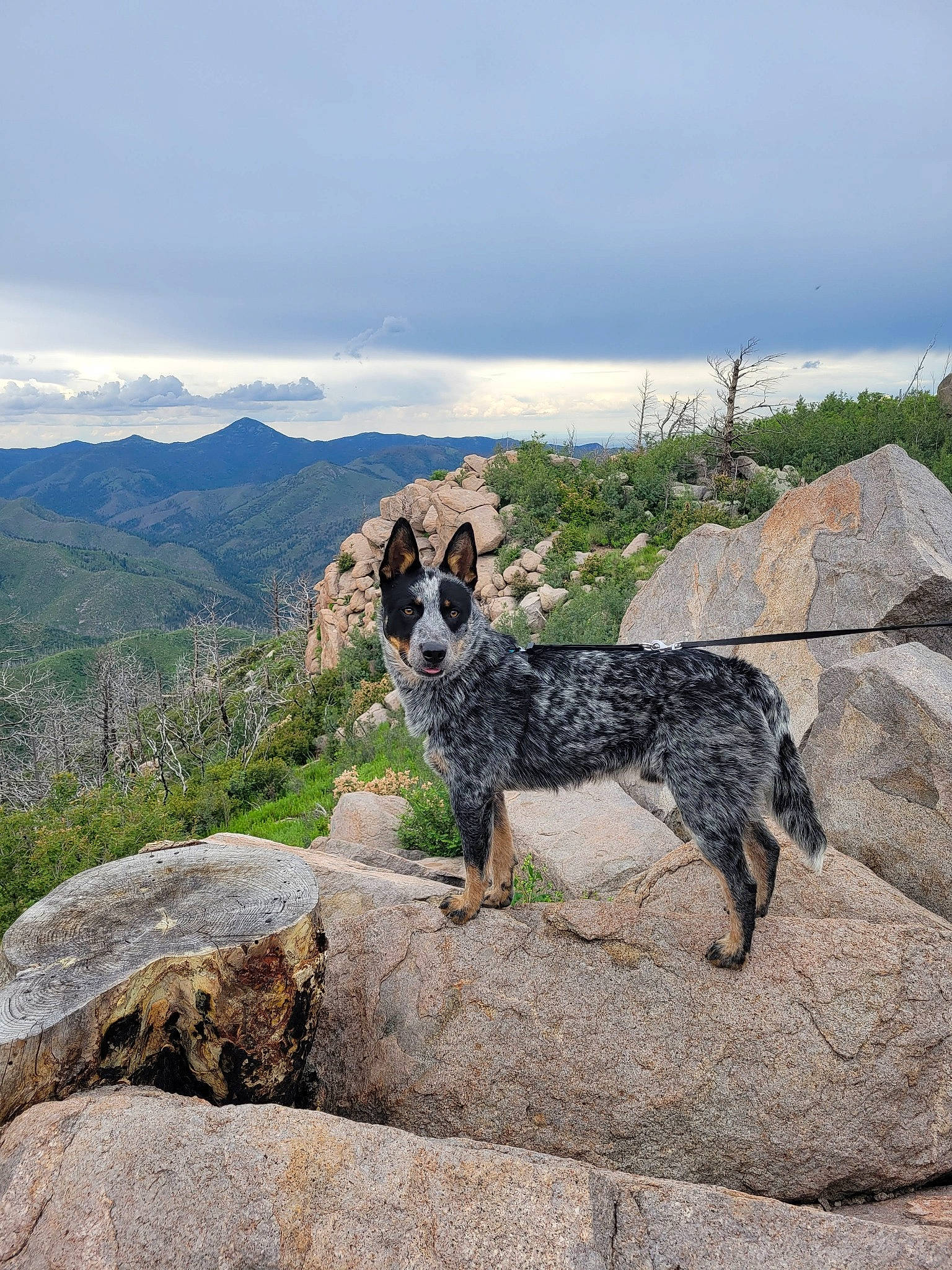 Ripp joined the competition — help win amazing prizes! australian_cattle_dog, bedrock, canis, carnivore, cloud, dog, dog_breed, hill, landscape, massif, mountain, mountain_range, outcrop, plant, rock, sky, terrestrial_animal, working_animal