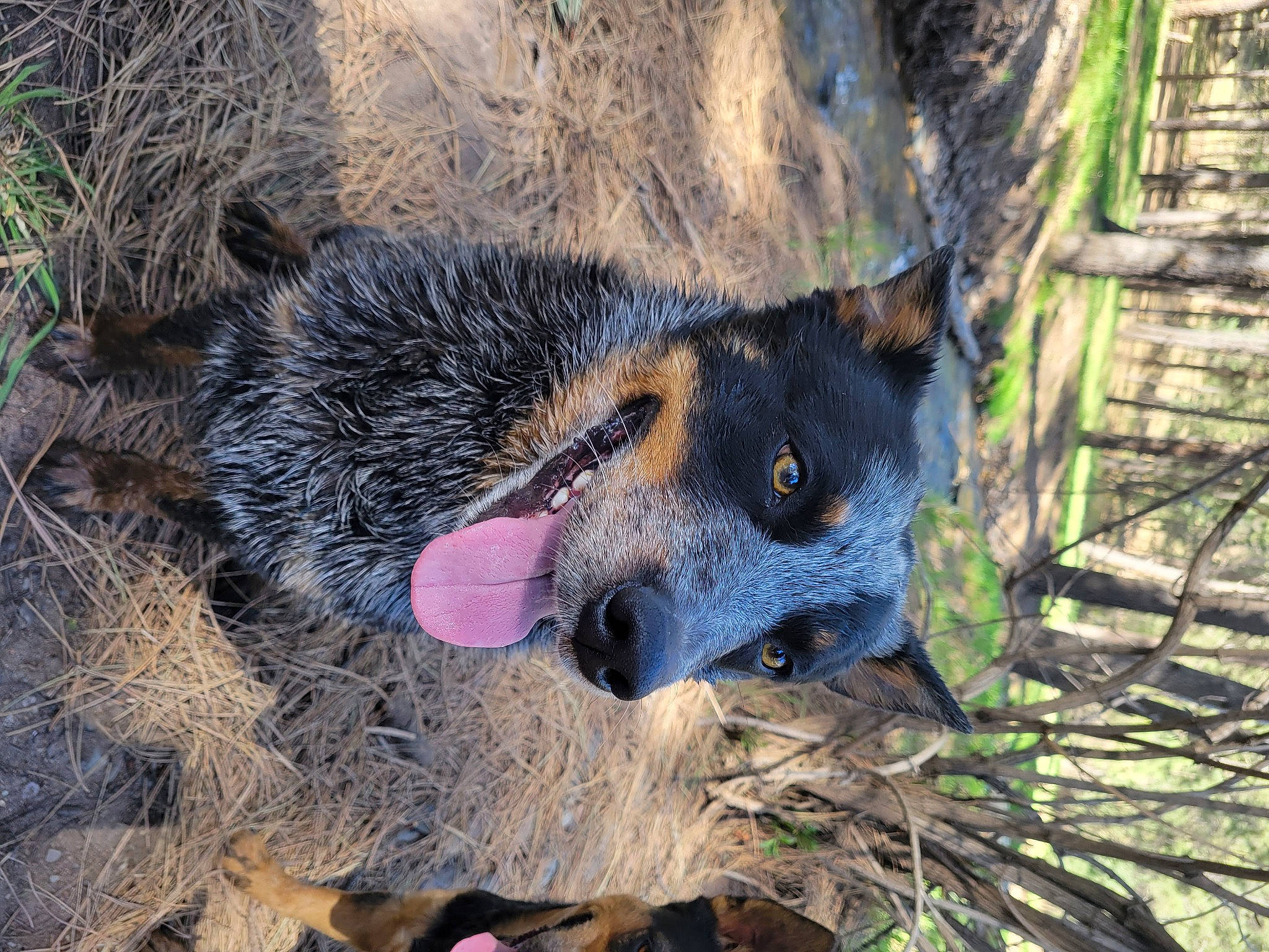 Ripp is registered to the contest to win money with this photo: australian_cattle_dog, canidae, canis, carnivore, dog_breed, fur, grass, hyena, plant, snout, soil, suidae, terrestrial_animal, tree, trunk, whiskers, wildlife, window, wood