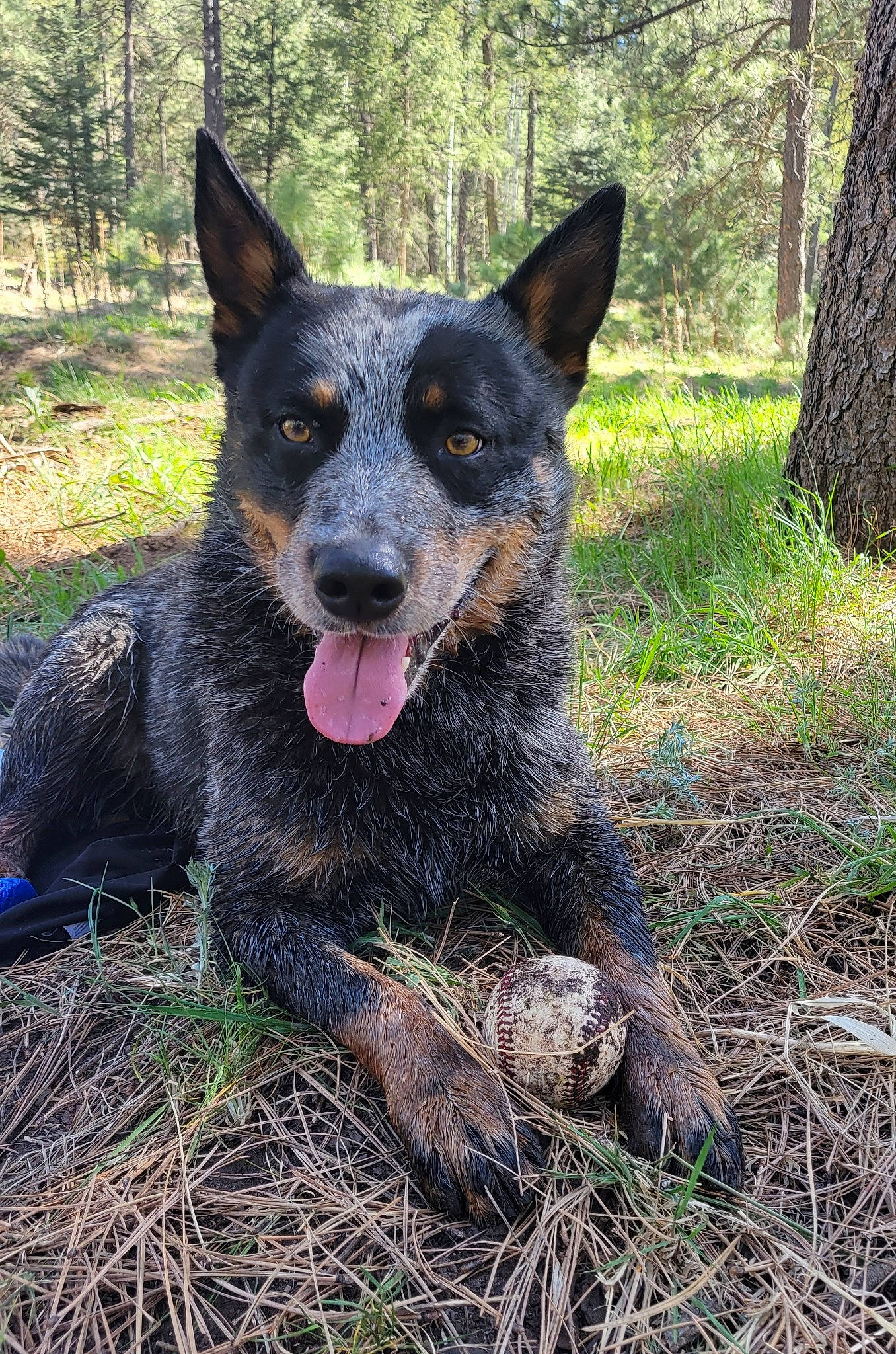 Ripp joined the competition — help win amazing prizes! australian_cattle_dog, carnivore, dog, dog_breed, grass, herding_dog, hunting_dog, plant, sporting_group, terrestrial_animal, tree, trunk, working_animal, working_dog