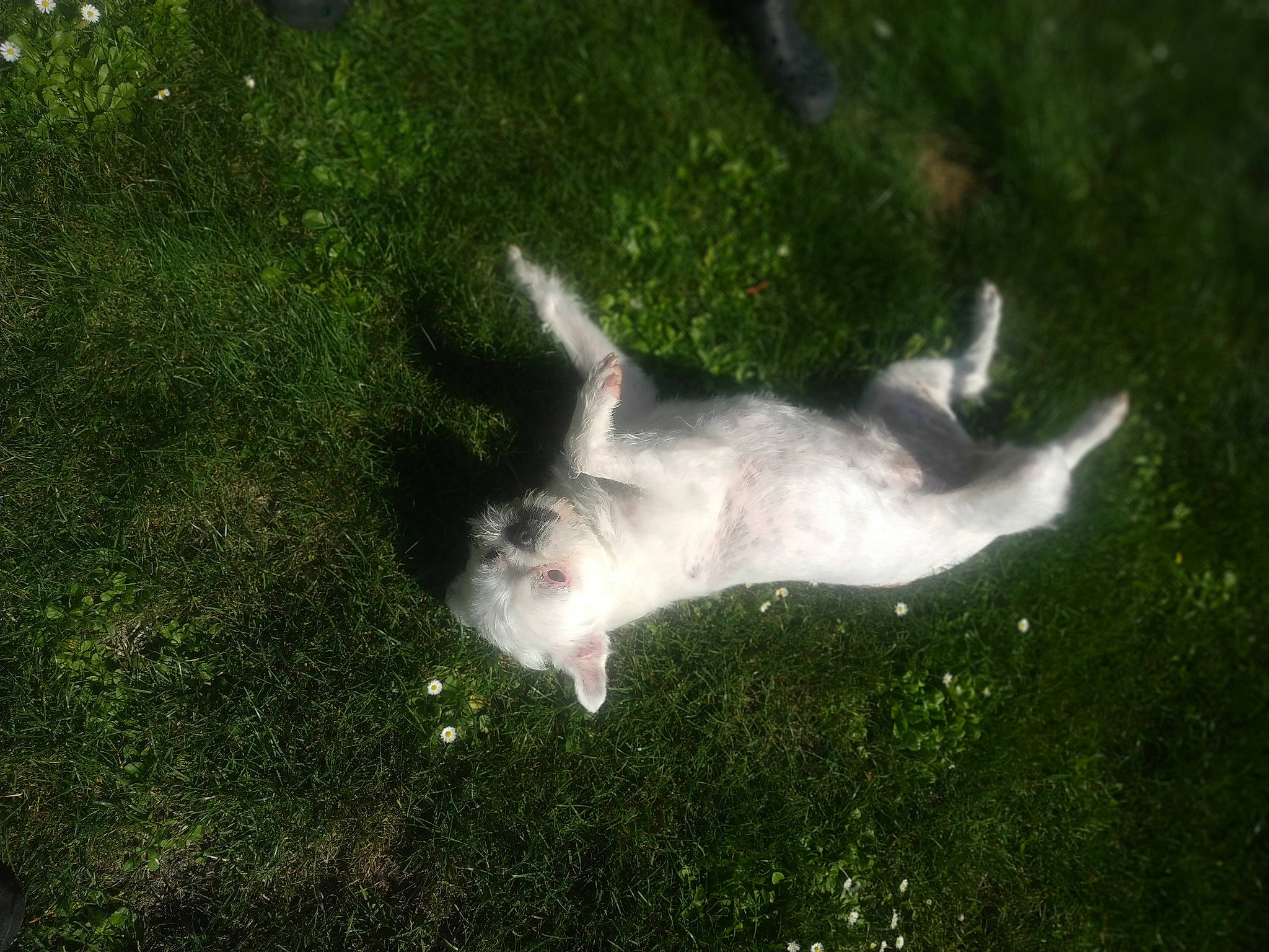 Foxie a rejoint le concours — aidez-le/la à gagner de superbes lots ! canidae, fawn, grass, green, organism, tail