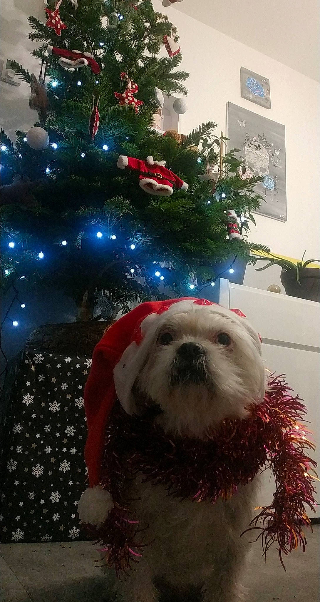 Foxie participe au concours pour gagner de l'argent avec cette photo : canidae, carnivore, christmas, christmas_ornament, christmas_tree, dog, dog_breed, event, havanese, holiday, lhasa_apso, maltese, mammal, non_sporting_group, old_english_sheepdog, pekingese, shih_tzu, sporting_group, toy_dog, tree