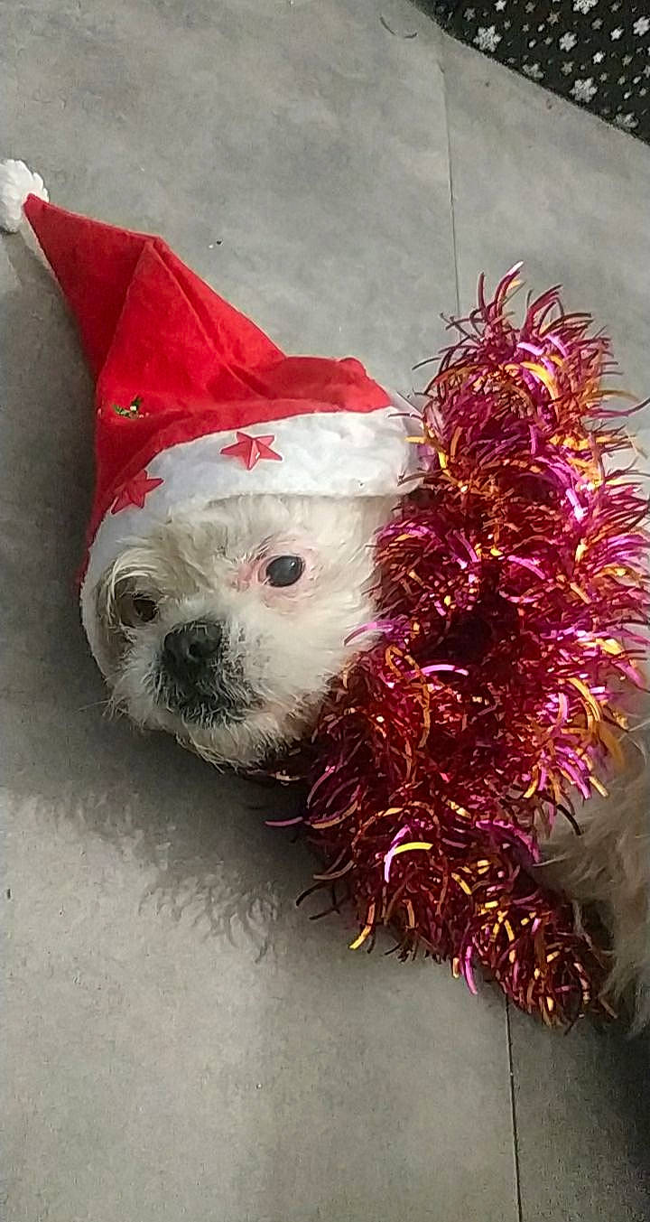 Foxie participe au concours pour gagner de l'argent avec cette photo : boston_terrier, bulldog, canidae, carnivore, companion_dog, dog, dog_breed, dog_clothes, french_bulldog, non_sporting_group, snout, toy_dog