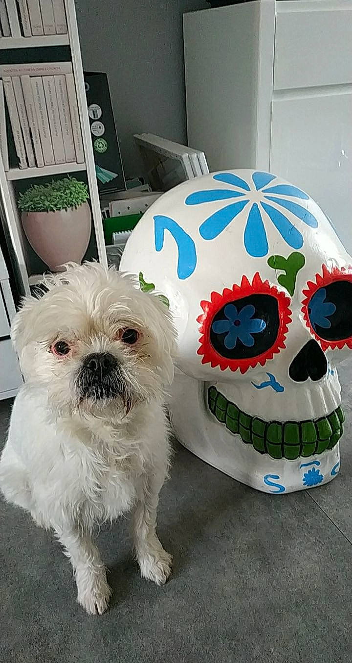 Foxie a rejoint le concours — aidez-le/la à gagner de superbes lots ! bichon, bichon_frise, canidae, carnivore, chinese_imperial_dog, companion_dog, dog, dog_breed, dog_clothes, fur, maltese, morkie, non_sporting_group, pekapoo, puppy, puppy_love, rare_breed_dog, shih_tzu, snout, toy_dog